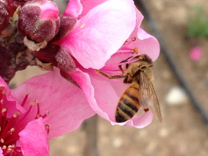 ‎⁨דבורת הדבש בהאבקה
