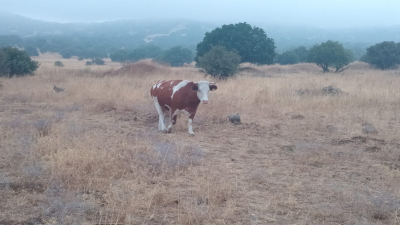 שמורת בשנית ברמת הגולן. צילום באדיבות ירון דקל