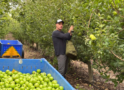 אסף  שוורץ מנהל מטע קיבוץ יראון בקטיף תפוח בגבול