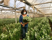 ‎⁨מעין קיטרון מנהלת תחום פרחים במופ ערבה תיכונה, בחממה במושב חצבה של פרחי טווידה לבנים לייצוא 