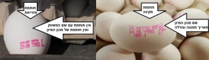 משרד החקלאות נערך לביקוש לקראת חגי תשרי, ויאפשר יבוא ביצים בפטור ממכס, על מנת למנוע מצב של מחסור בביצים לצרכנים
