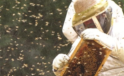 אופיר אדוה - אלון הגליל - אבא השקט וזמזום הדבורים