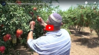&quot;למה אתה גונב?&quot;: המלחמה של החקלאים במשפחות הישראליות