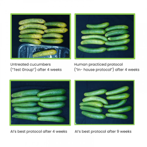 מכון המחקר מיגל: פריצת דרך במחקר חדש להארכת חיי המדף של מלפפונים באמצעות בינה מלאכותית – תסייע בחסכון וצמצום פחת בפירות וירקות