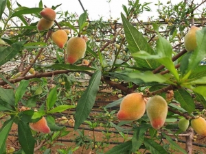 אפרסקים מזן מקדים- מופ צפון חממה נסיונית