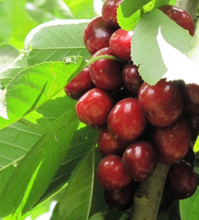 ארגון מגדלי הפירות: יבול הדובדבן פחת השנה וצפוי להגיע ל-3,500 טון, אך הפרי טעים ויפה