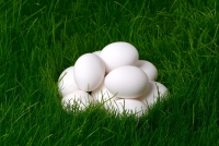 ⁨עדכון בנוגע למחירי הביצים - בהתאם לחישוב ועדת המחירים המשותפת: החליטה הוועדה כי נדרשת העלאה במחירי הביצים לצרכן בשיעור של 6.5%⁩