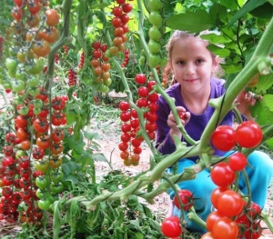 גידול עגבניות צ&#039;רי בערבה תיכונה 